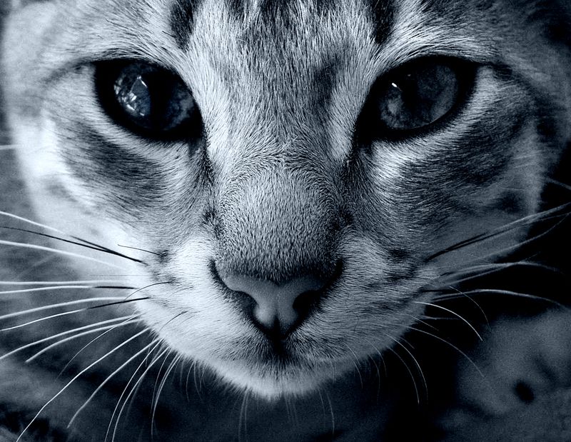 Image Gallery Cats that Glow in the Dark Live Science