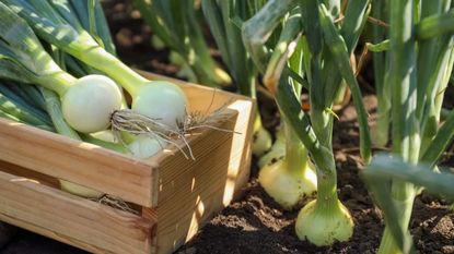 A harvest of onions growing in the garden