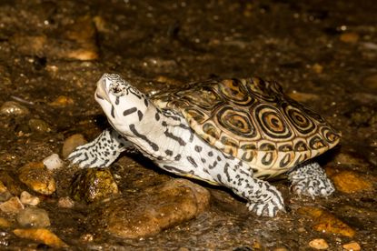 Diamondback Terrapin turtle.