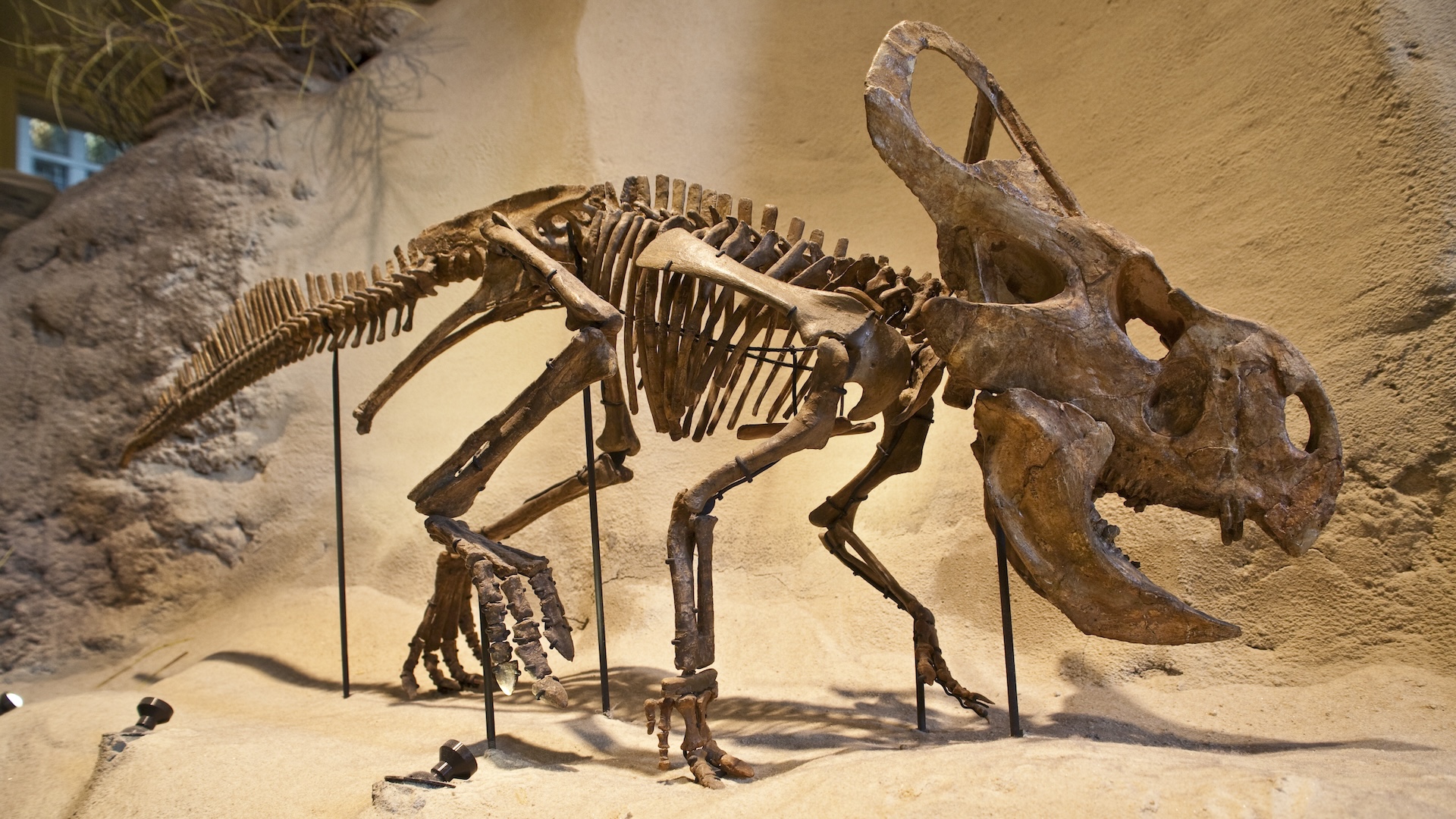 A protoceratops fossil assembled in a museum