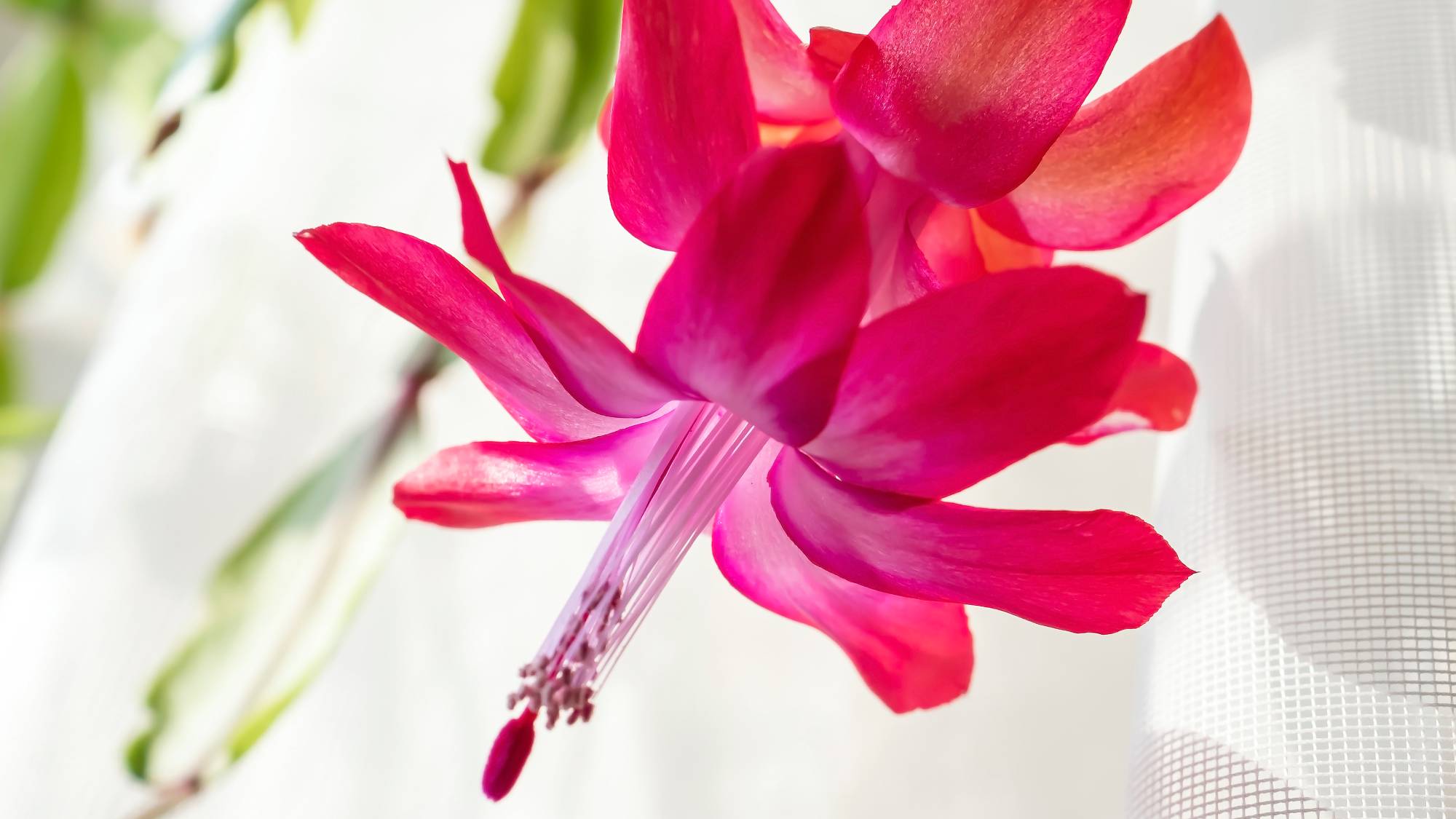 Close up of christmas cactus flower