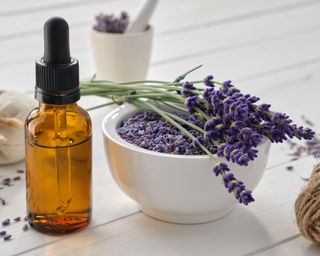 Dried and fresh lavender flowers for making essential oil