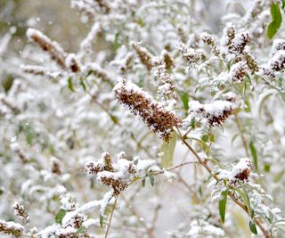 butterfly bush in the snow