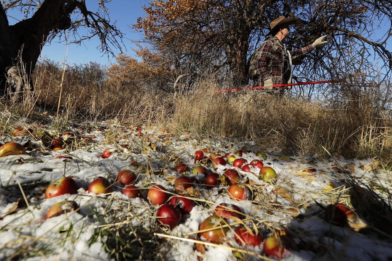 E.J. Brandt picks apples at an abandoned orchard.