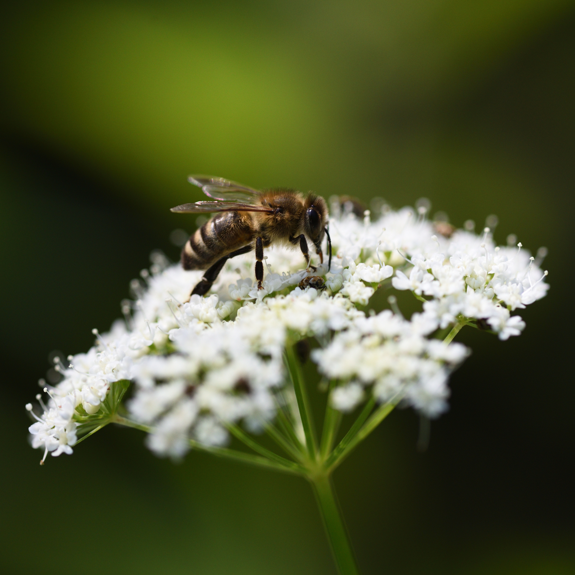A bee on ground elder flower in a garden