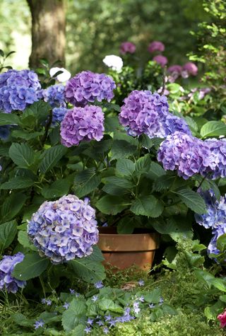 Hydrangeas in a shady garden, in a terracota pot