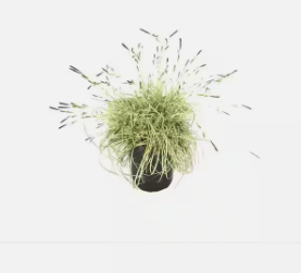 Grass plant in a pot