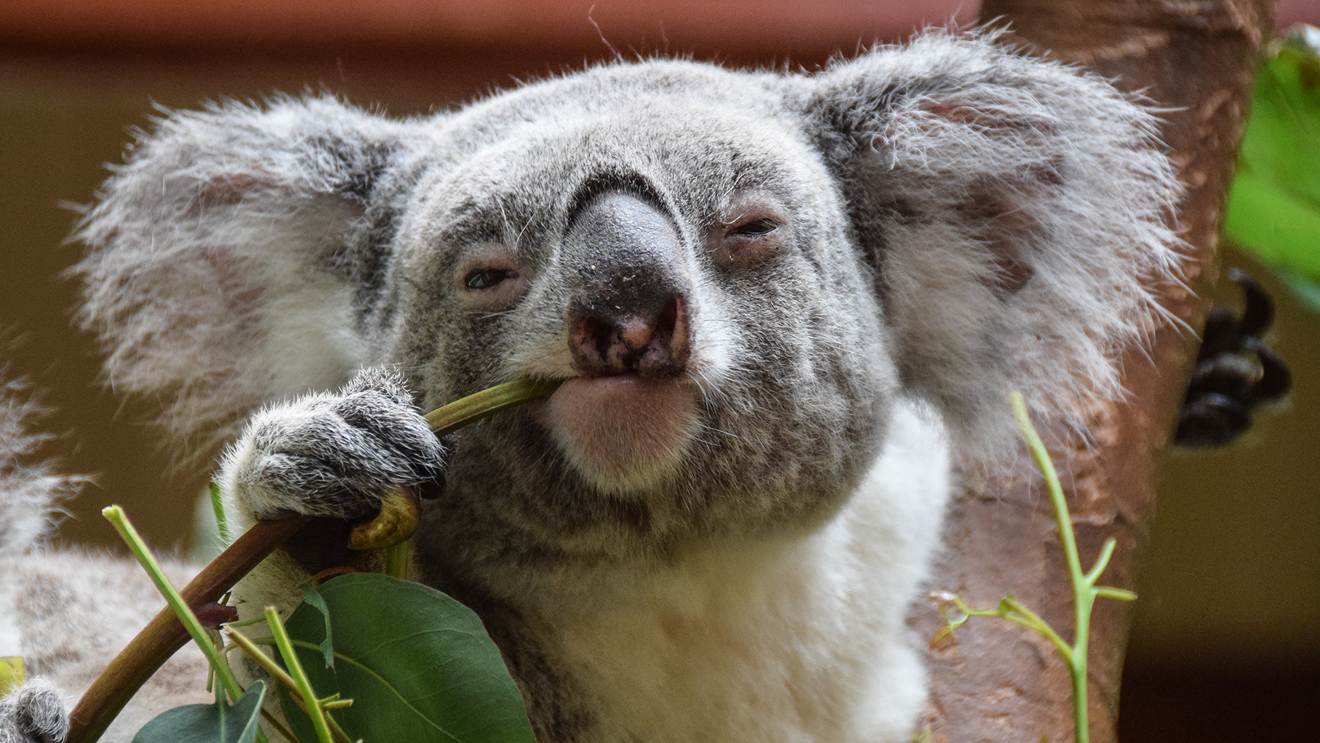 L'Australie vaccine des koalas sauvages en voie de disparition contre ...