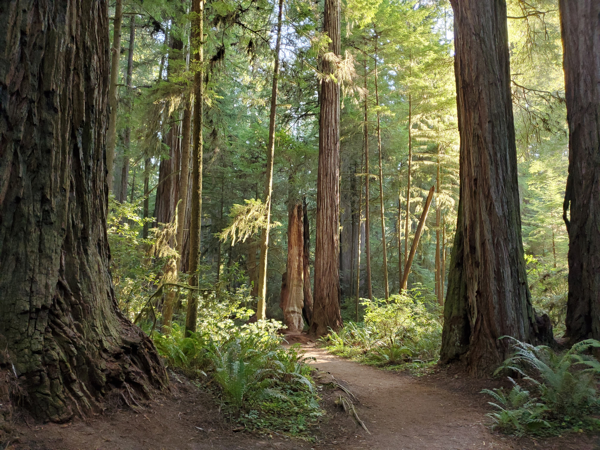 footpath through a California Redwood Forest in the summertime