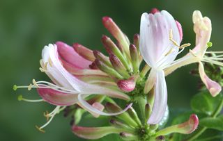 honeysuckle