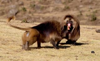 Two adult male geladas get into a loud fight over access to females. In the treacherous terrain of the Simien Mountains National Park these fights can sometimes be deadly.
