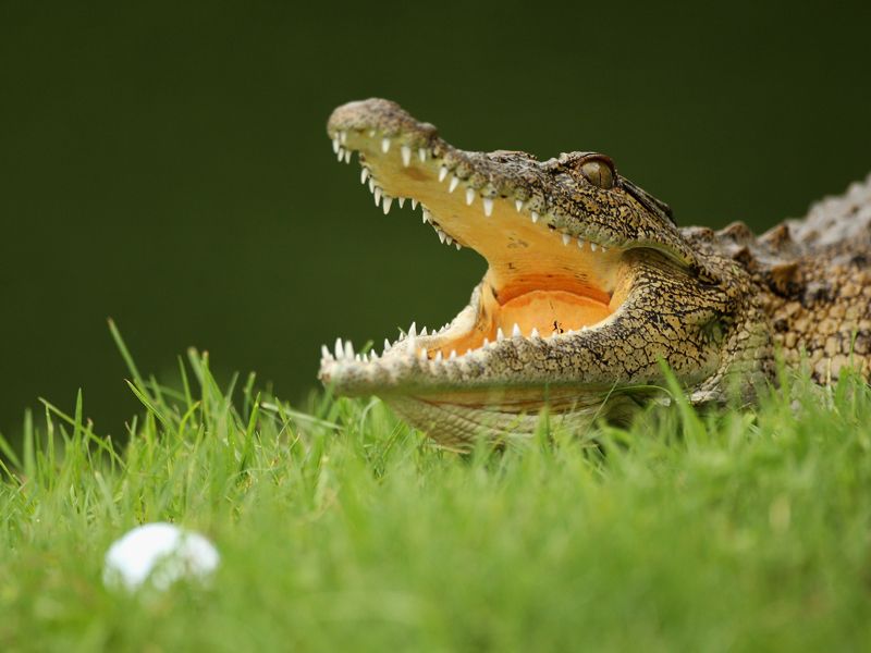 Crocodile