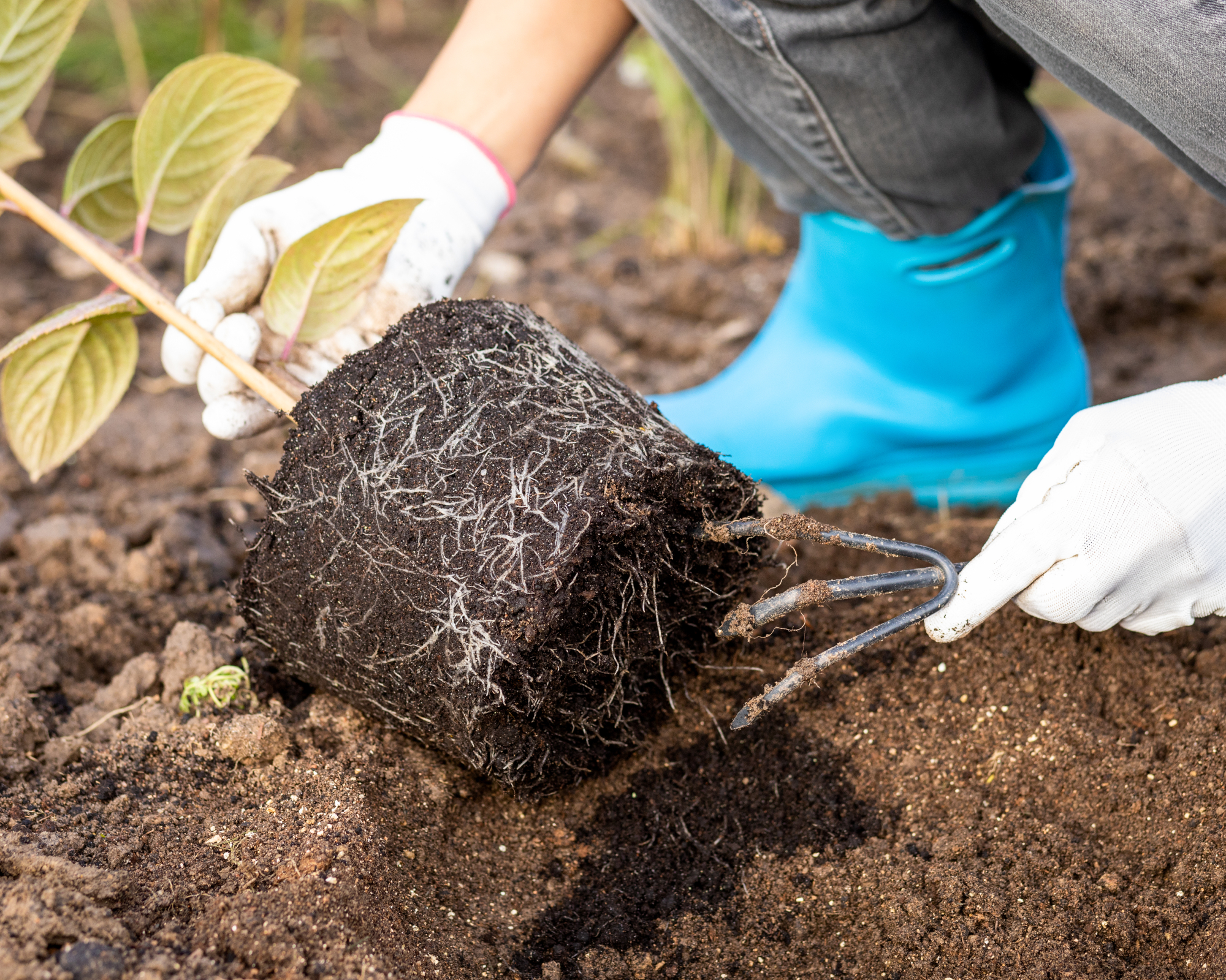 Breaking up roots on a hydrangea