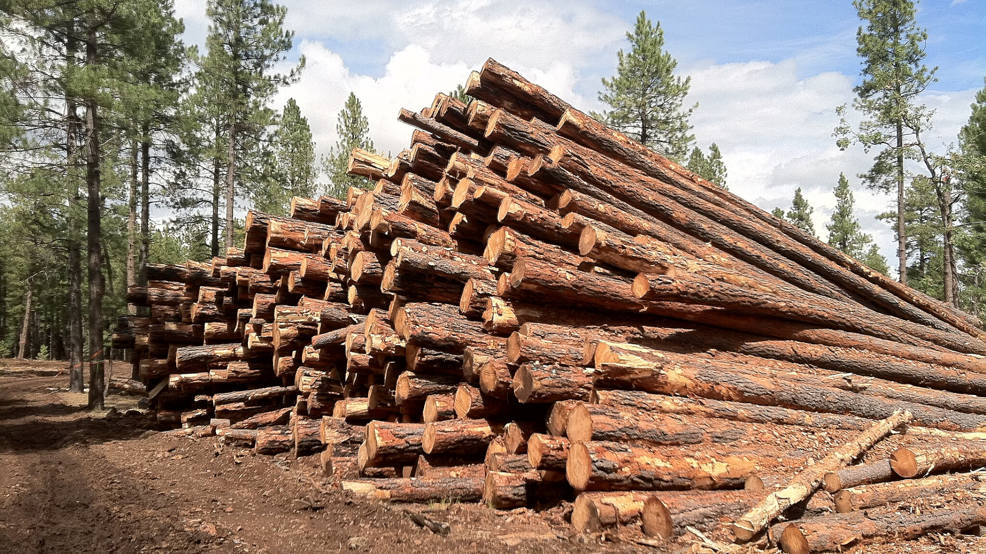 A giant pile of timber logs is stacked against the dirt in a forest