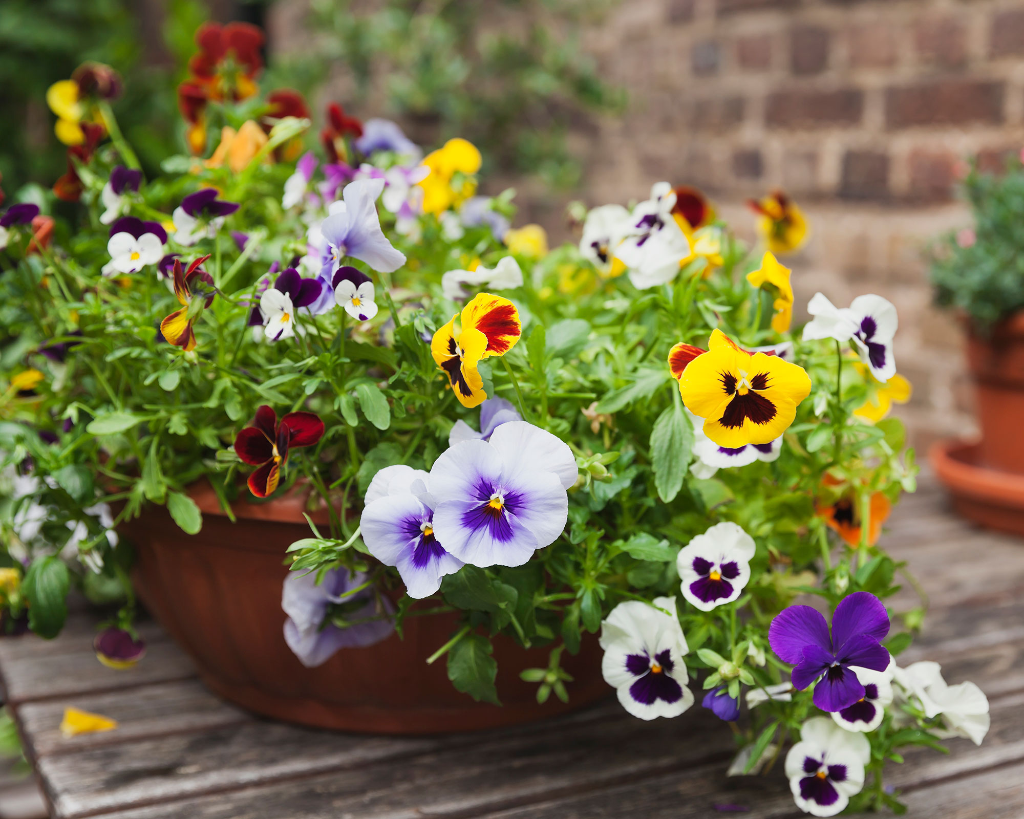 Image of Pansies in a flower bed