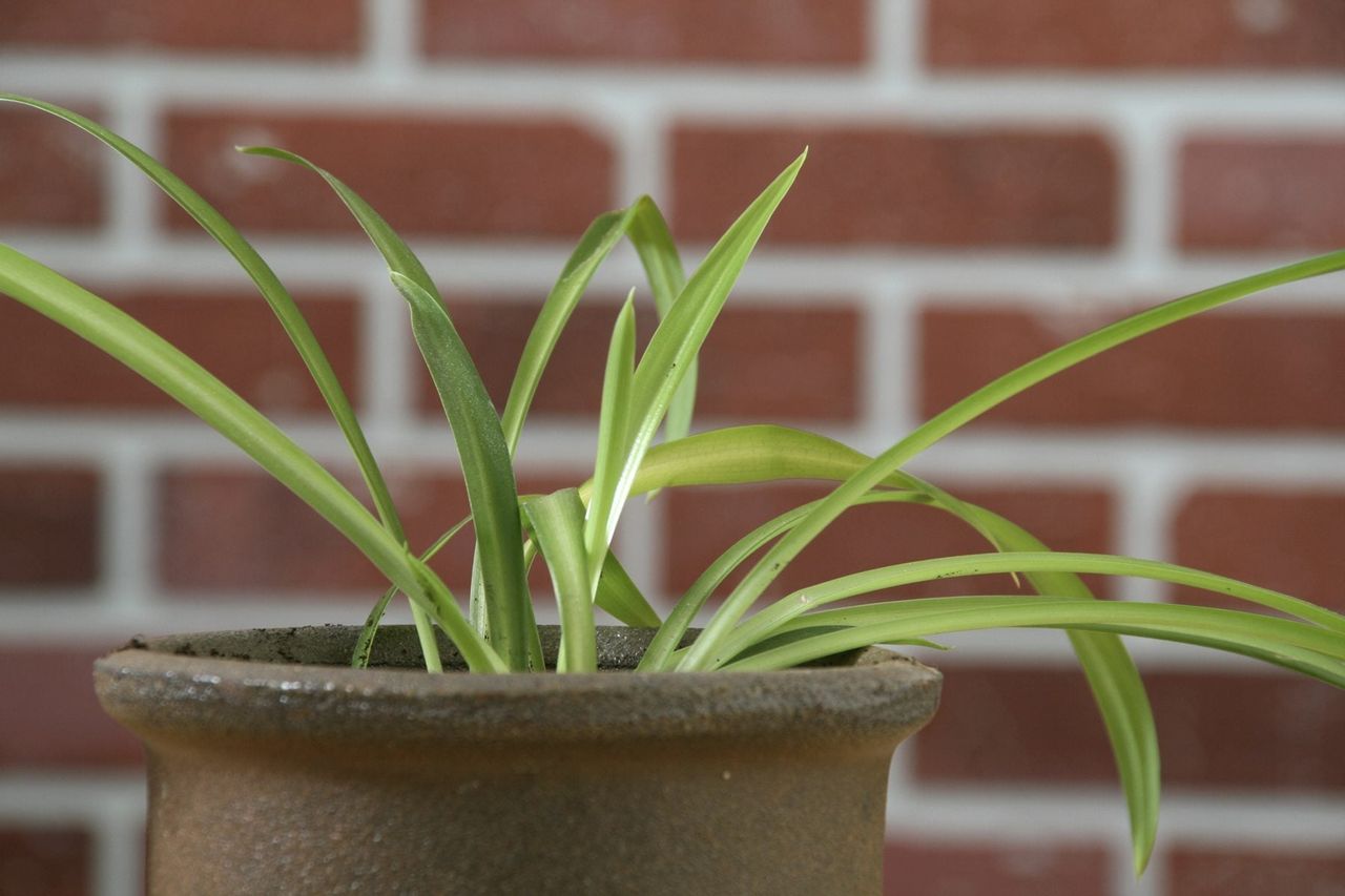 green spider plant