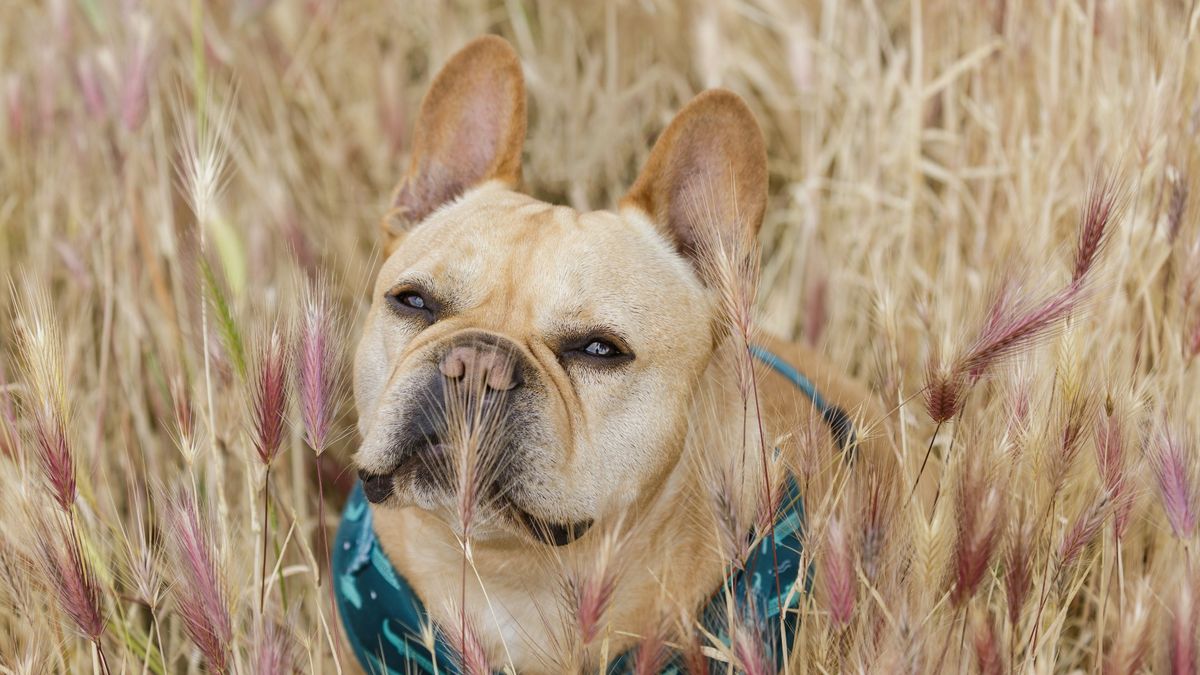 Foxtails in dogs