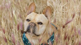 Foxtails in dogs