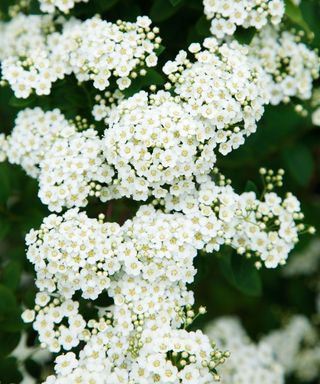 Close up of clustered white flowers of Spiraea veitchii