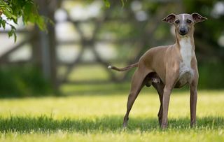 Jo Amsell with her husband Martin and her Italian Greyhounds (©Joe Bailey / Country Life)