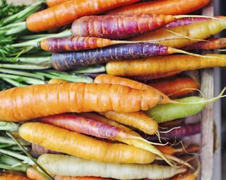 Different colored carrots in crate