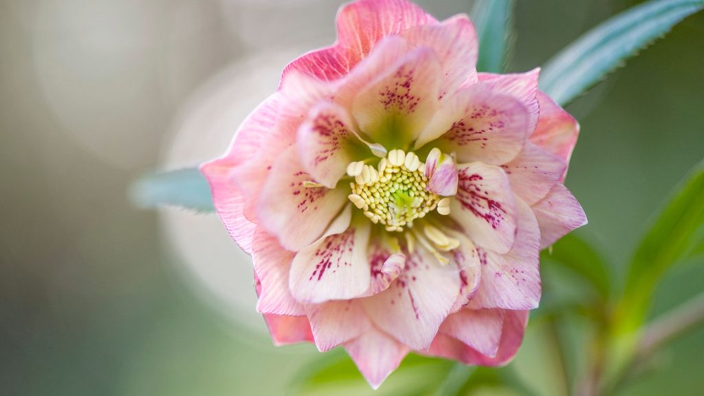 A pink daffodil