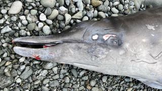 A dead beaked whale was found on a California beach with mysterious injuries around its jaw and face.