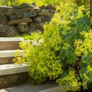Alchemilla or lady's mantel plant in full summer bloom beside some garden steps in summer