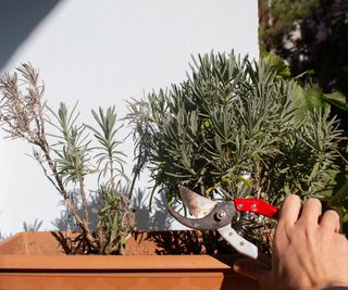 A hand pruning dying lavender with pruners