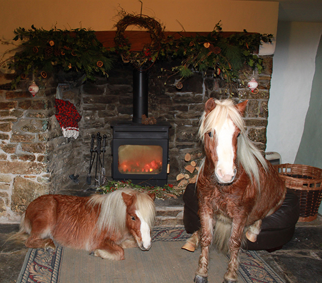 shetlands dry off