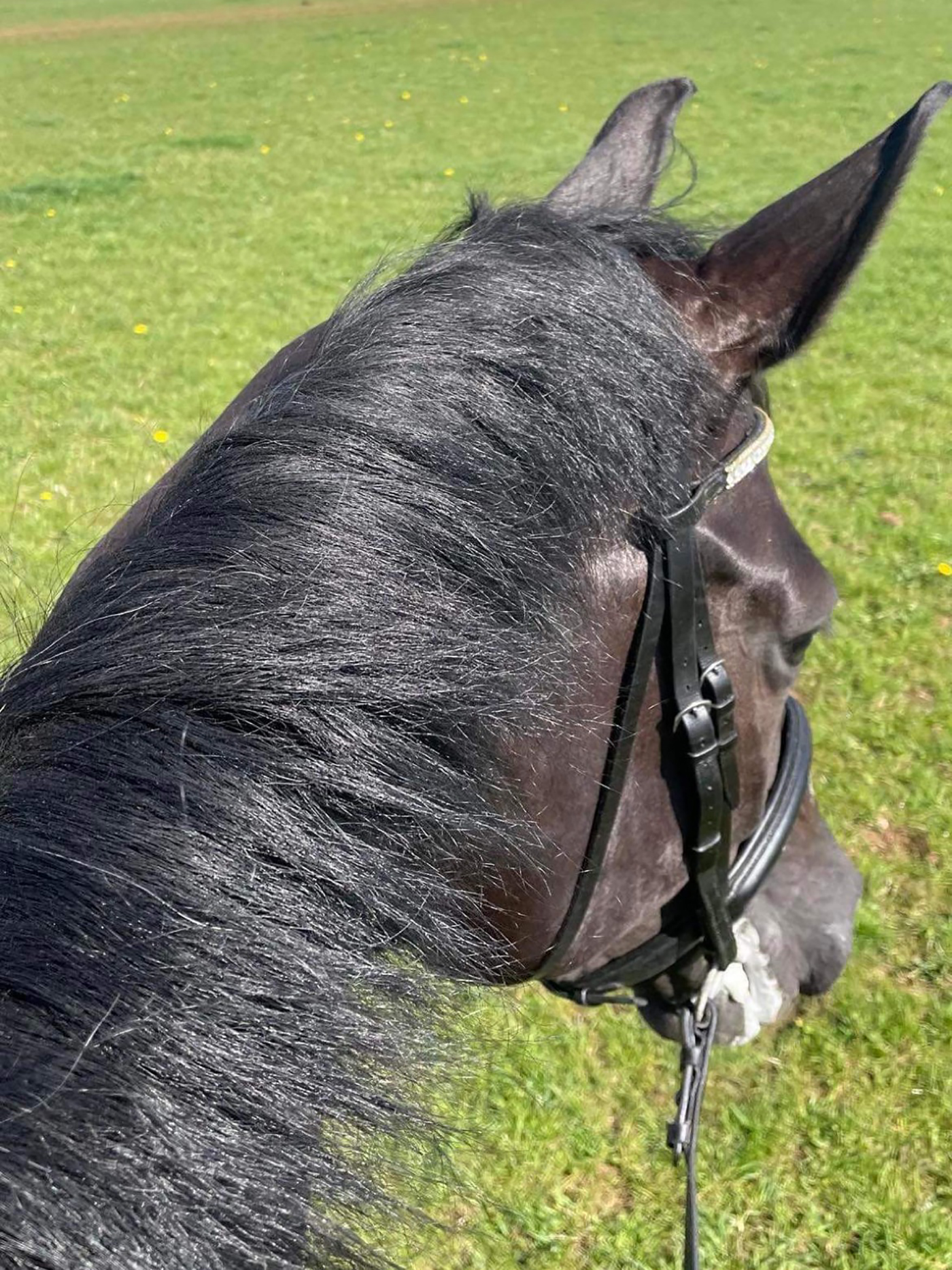 Pammy Hutton's mare Ebony