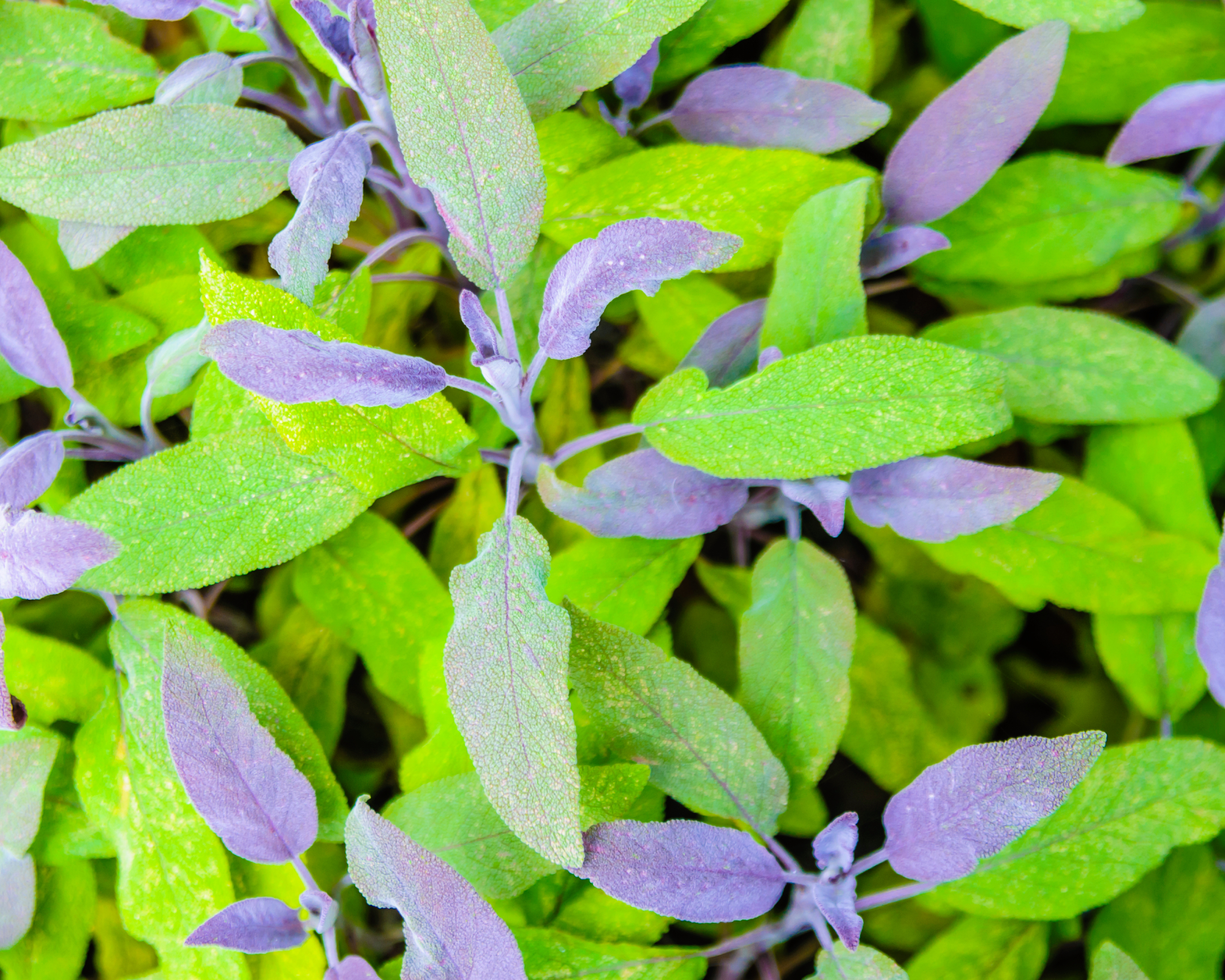 Purple and green sage leaves