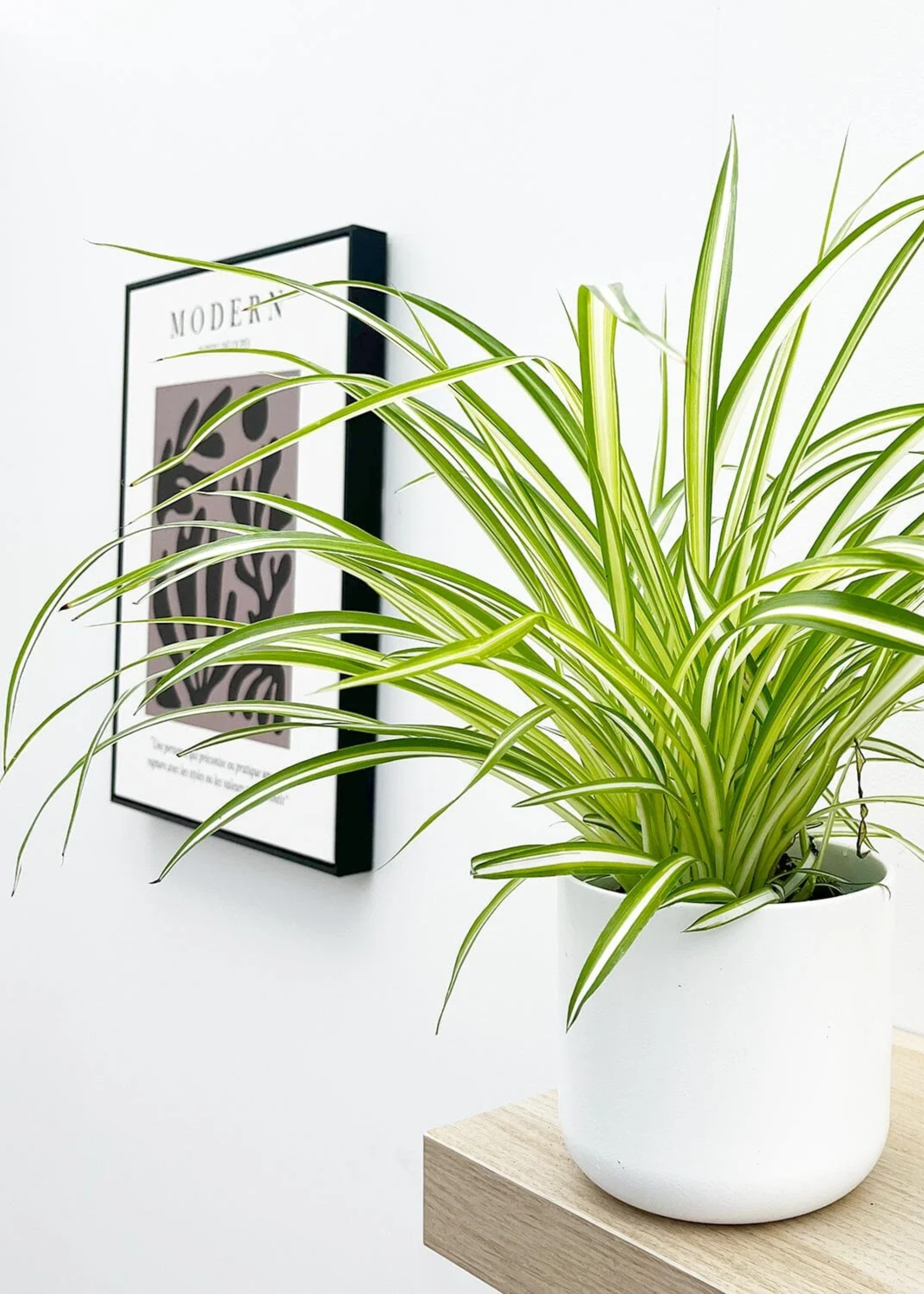 A potted vittatum spider plant from Plants For All Seasons