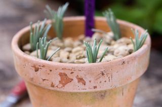 how to take lavender cuttings