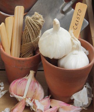 garlic 'Cristo' bulbs in pot