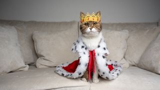 Cat wearing crown