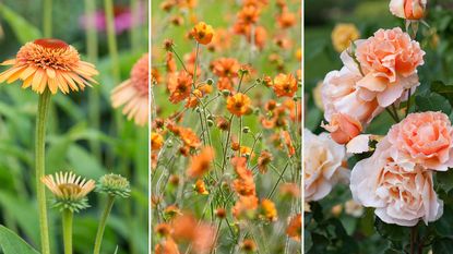 composite image of apricot flowers - coneflower, geums, and rose