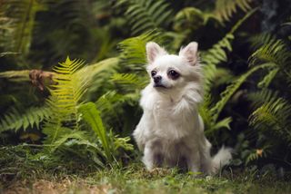 A full-grown chihuahua weighs around 1kg — light enough for a gull to carry in its beak