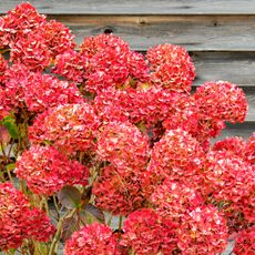 fall hydrangeas showing deep rose pink flower mop heads