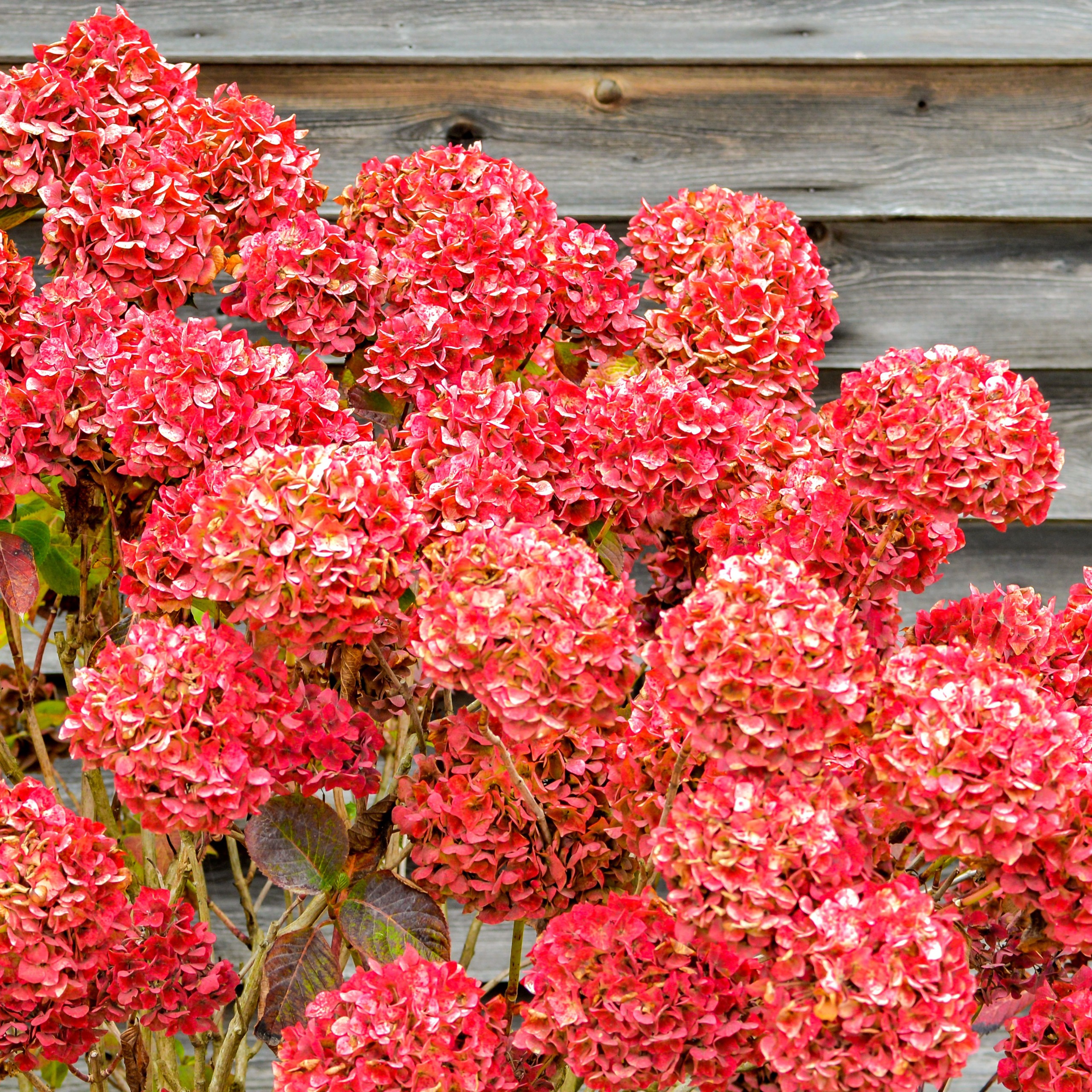 fall hydrangeas showing deep rose pink flower mop heads
