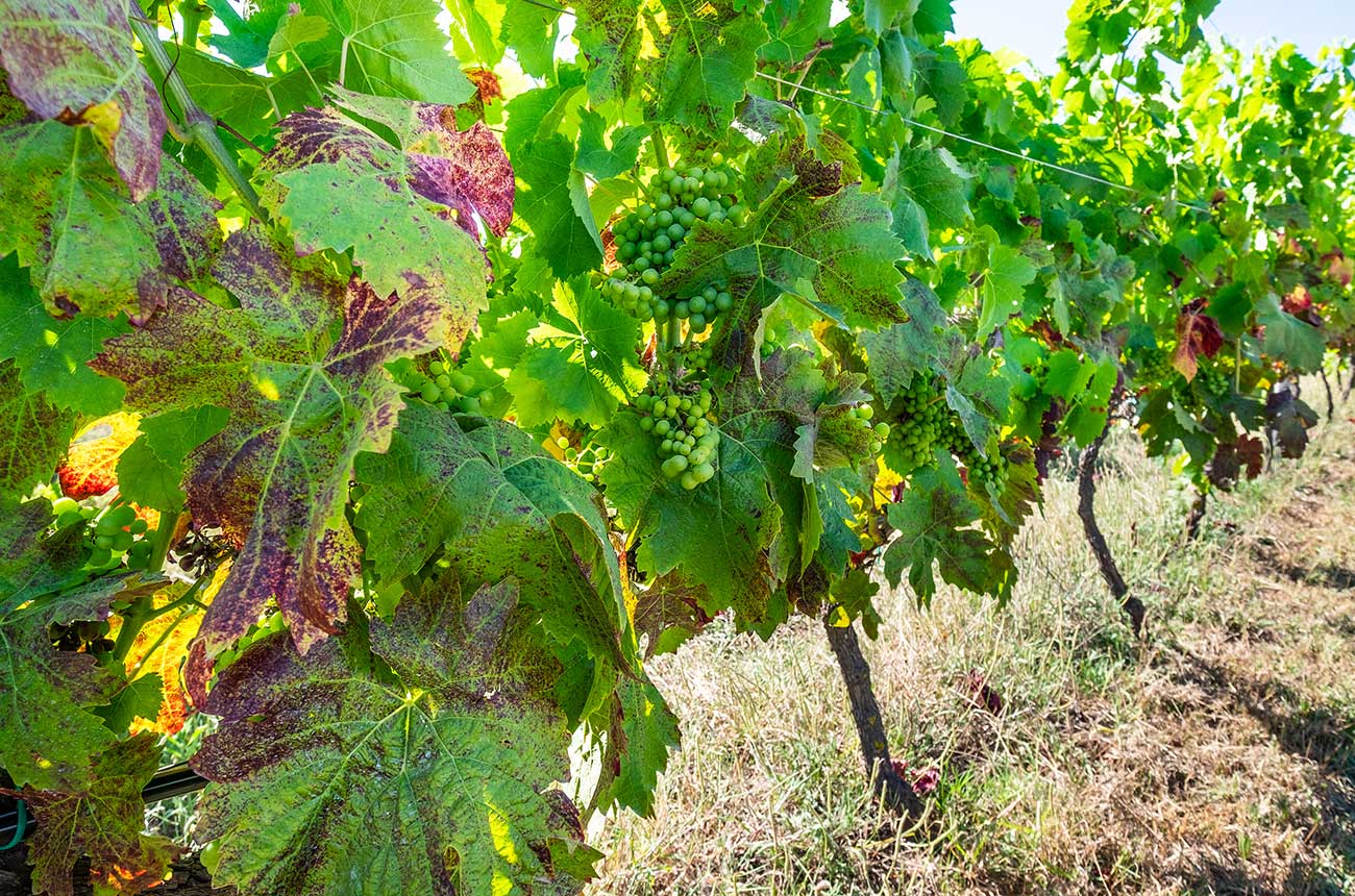 wine grapes sardinia property