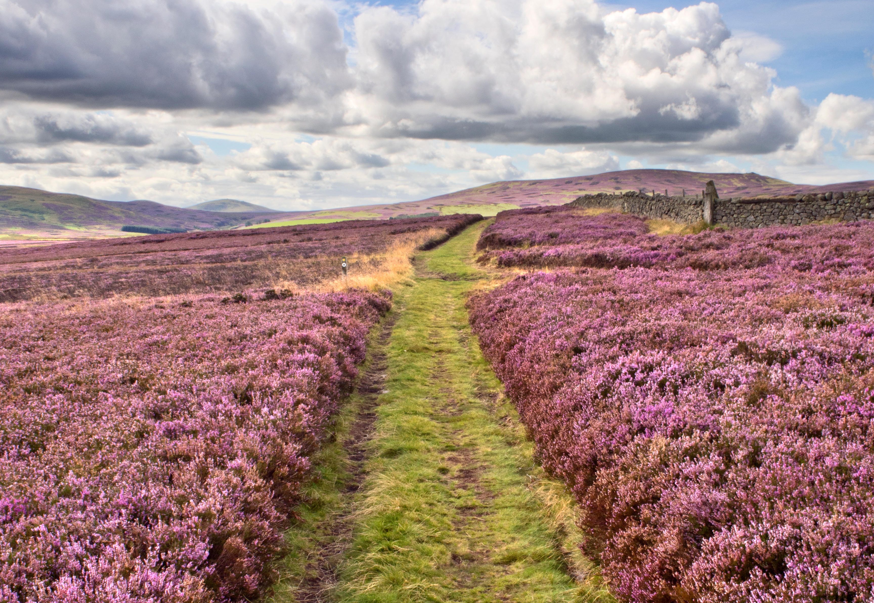 St Cuthbert&#039;s Way over Heather Moorland near Wooler, Northumberland National Park.