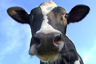 Cow