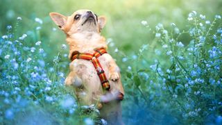 Chihuahua standing on hind legs amongst flowers