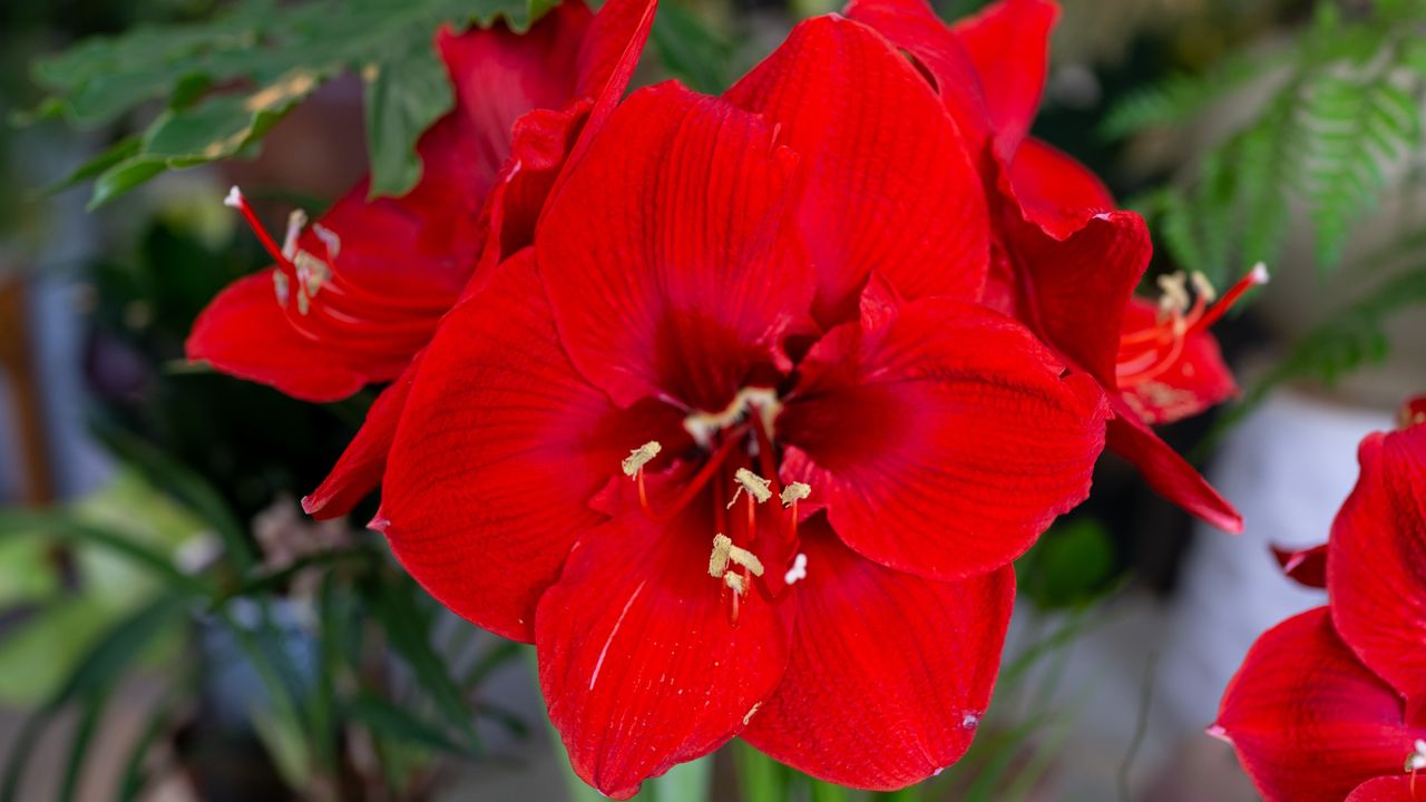 Red amaryllis plant