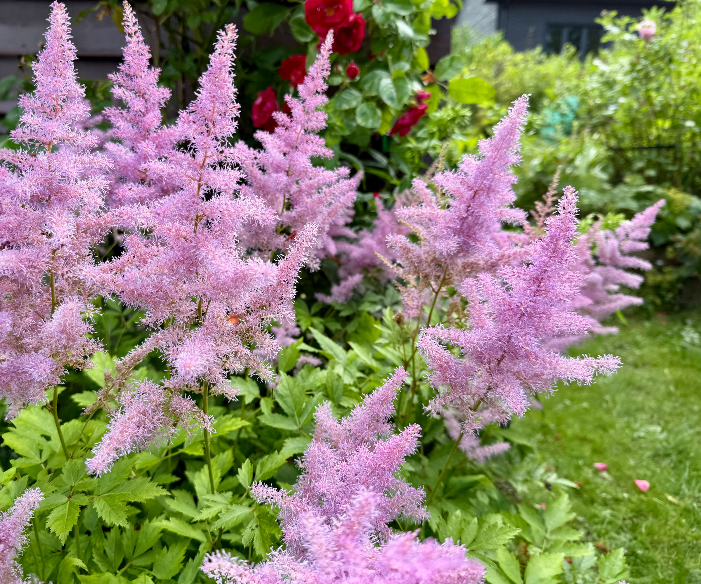 astilbe plants with pink fluffy flowerheads in garden border