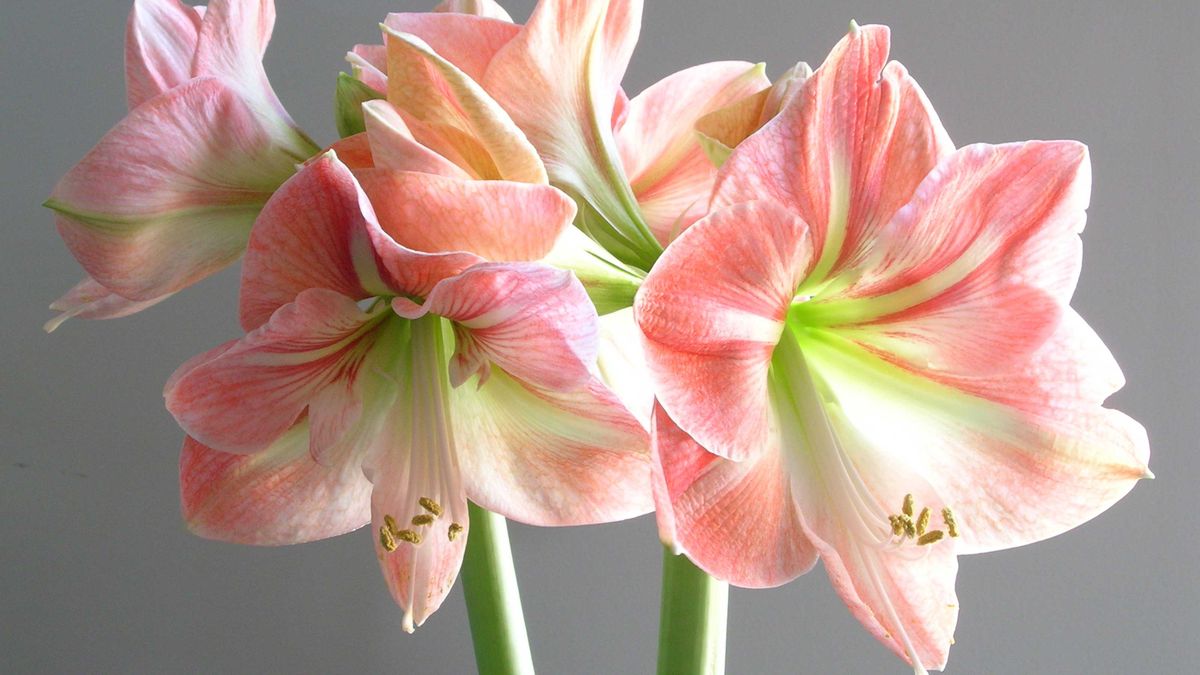 How to care for amaryllis