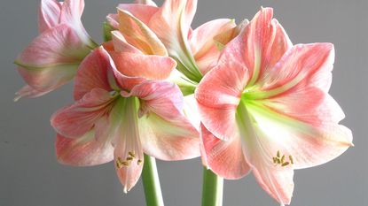 Pink amaryllis flowers in close-up on gray background