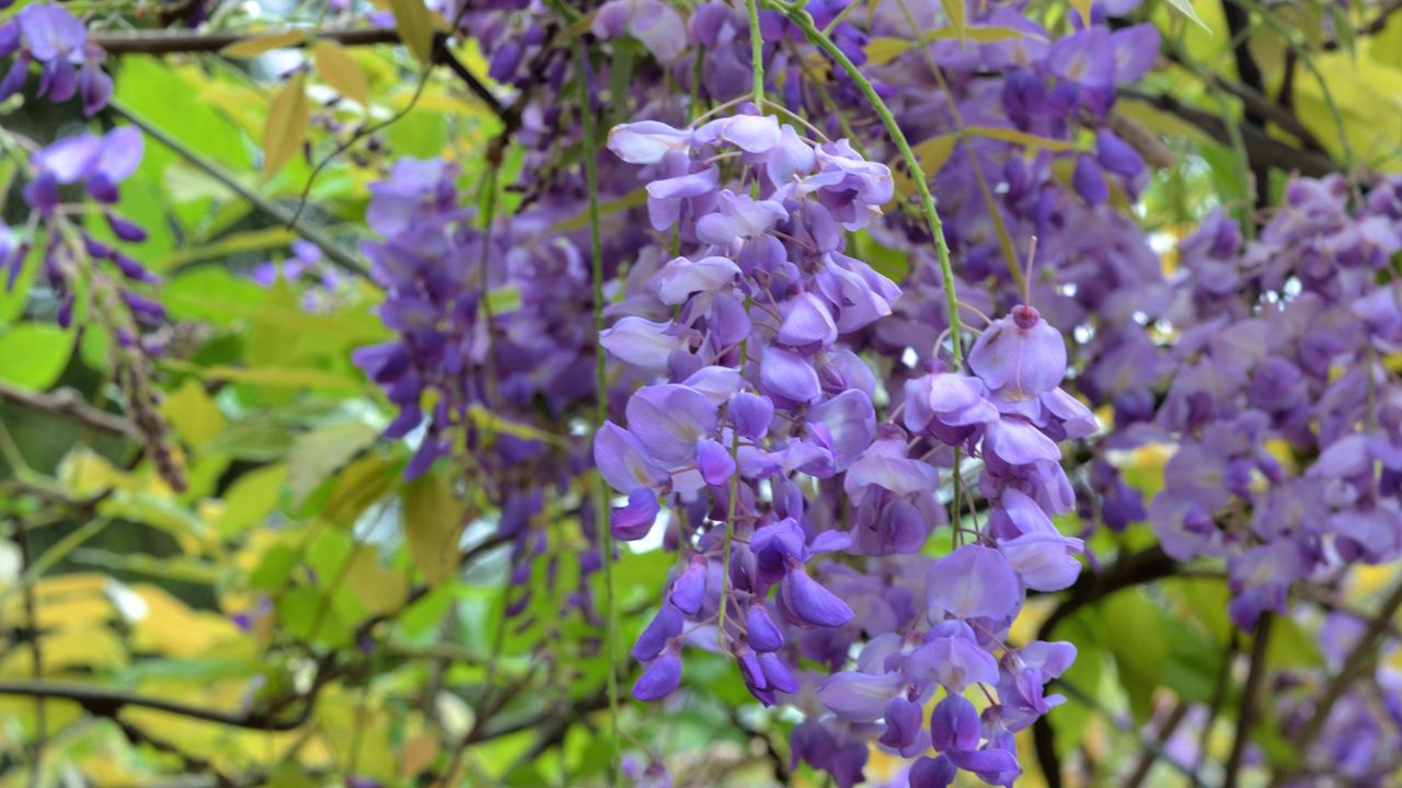 Wisteria blooms in lilac with green foliage 