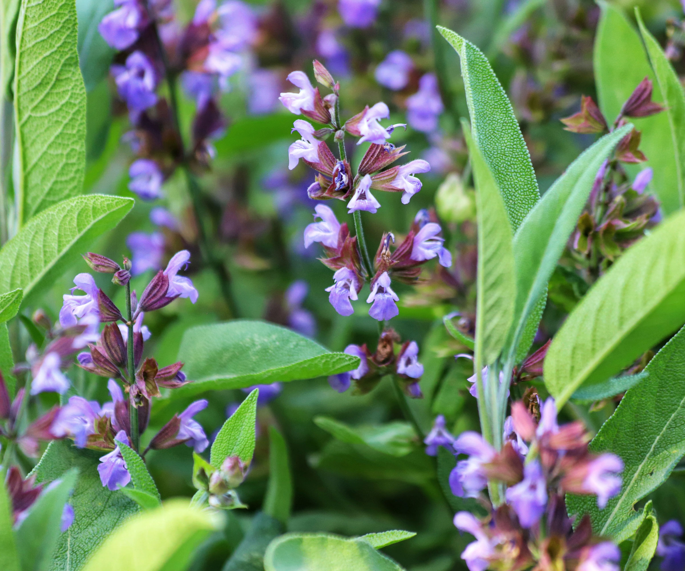 common salvia plant with purple flowers
